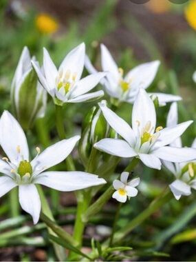 Star Of Bethleham 80 bulbs*White Star Flower Cluster with Lush Green Foliage*